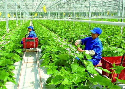 政策支持農戶合作社與公司模式 琪金食品數字化轉型與麥秸畫產業(yè)的探索